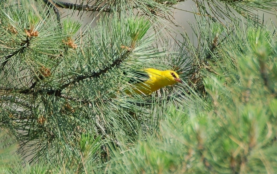 Eurasian Golden Oriole