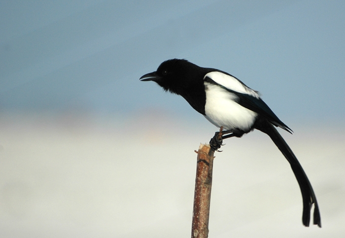 Eurasian Magpie