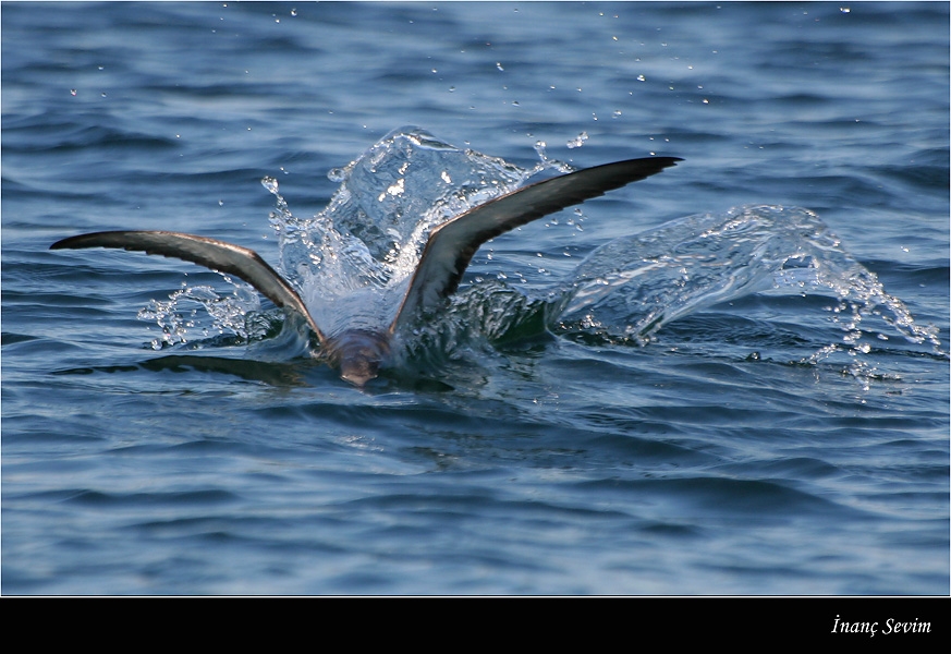 Yelkouan Shearwater