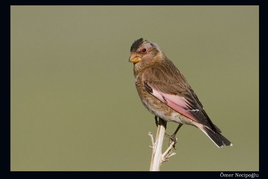 Crimson-winged Finch
