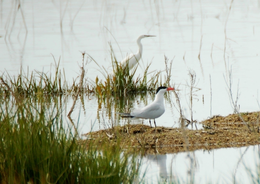 Caspian Tern
