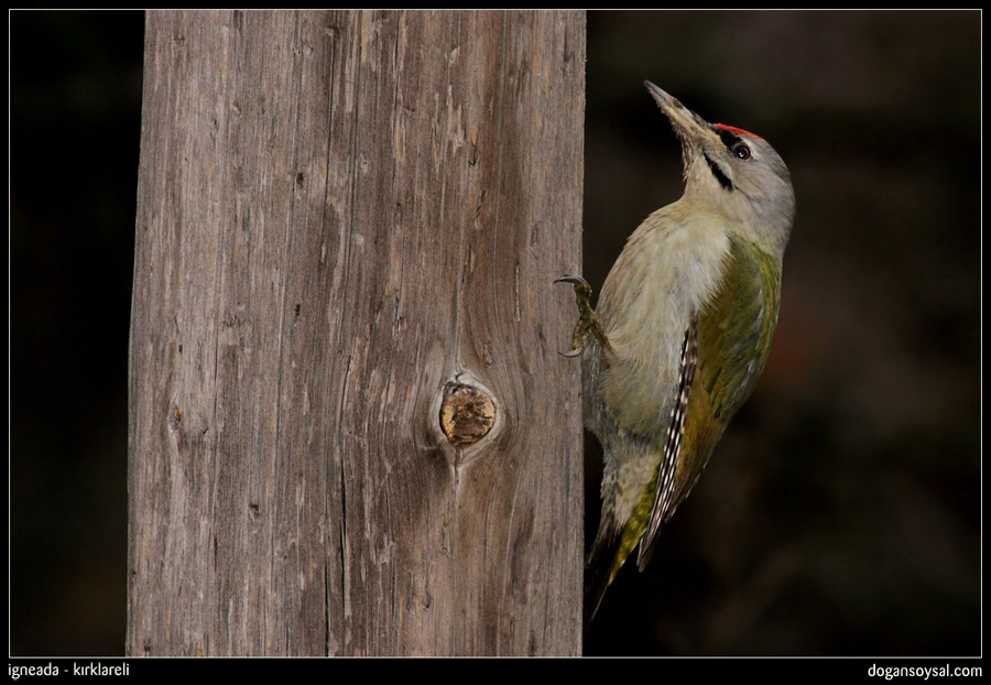 Grey-headed Woodpecker