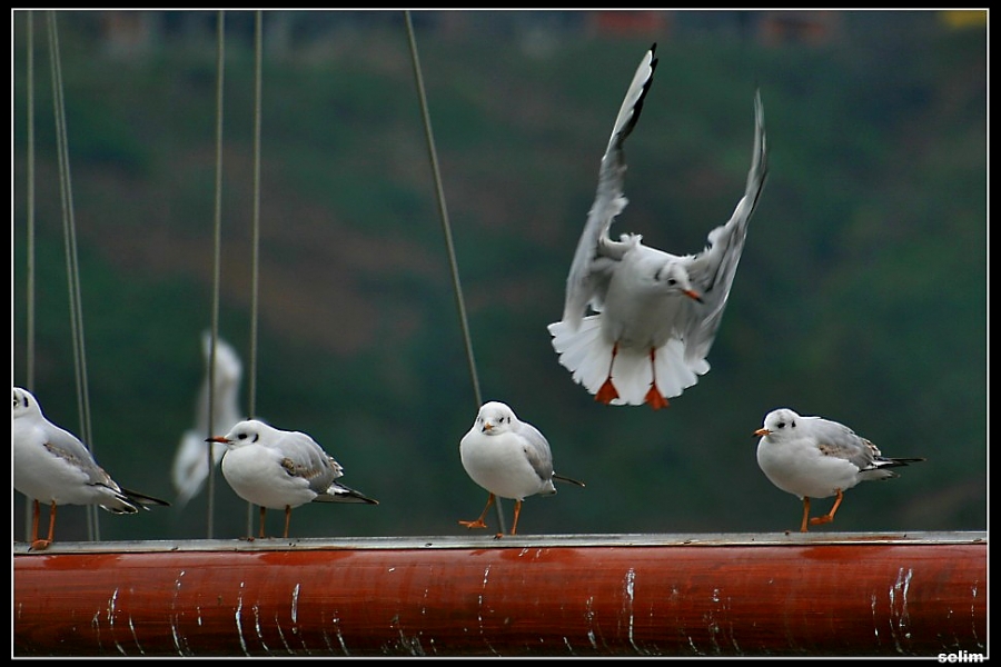 Black-headed Gull