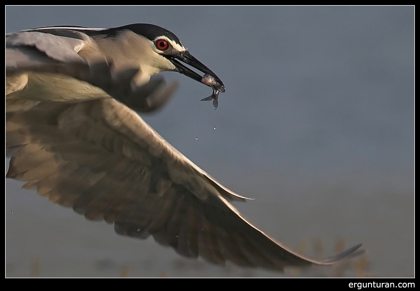Black-crowned Night Heron