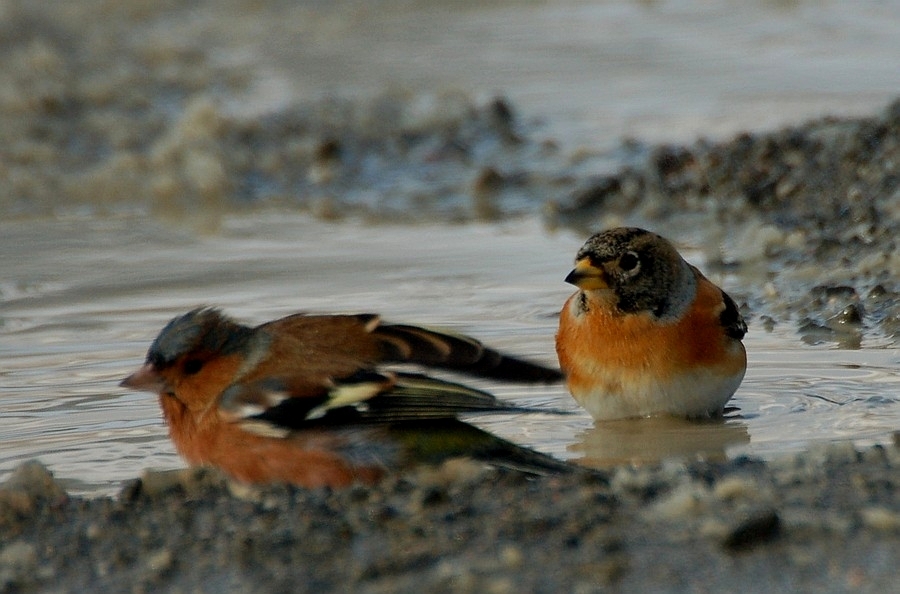 Brambling