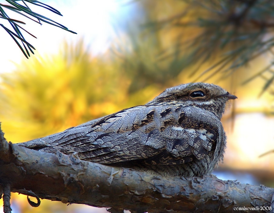 European Nightjar