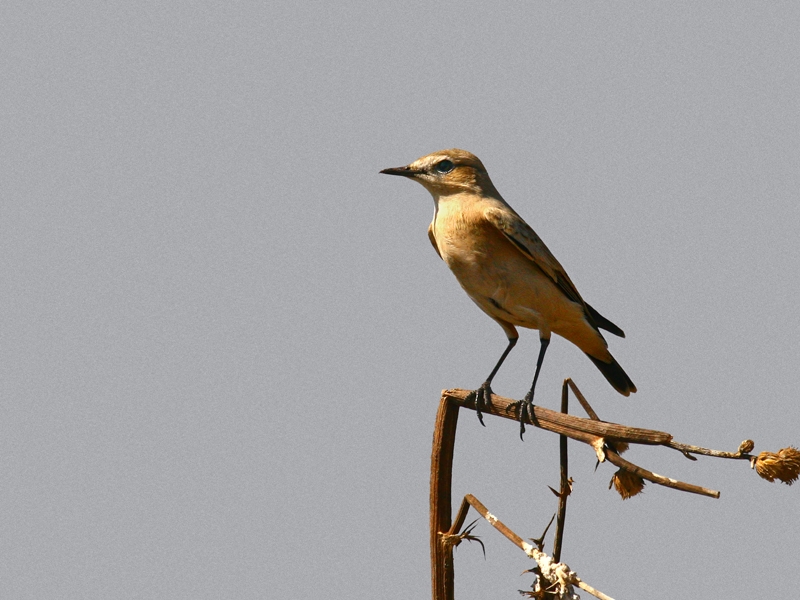 Isabelline Wheatear