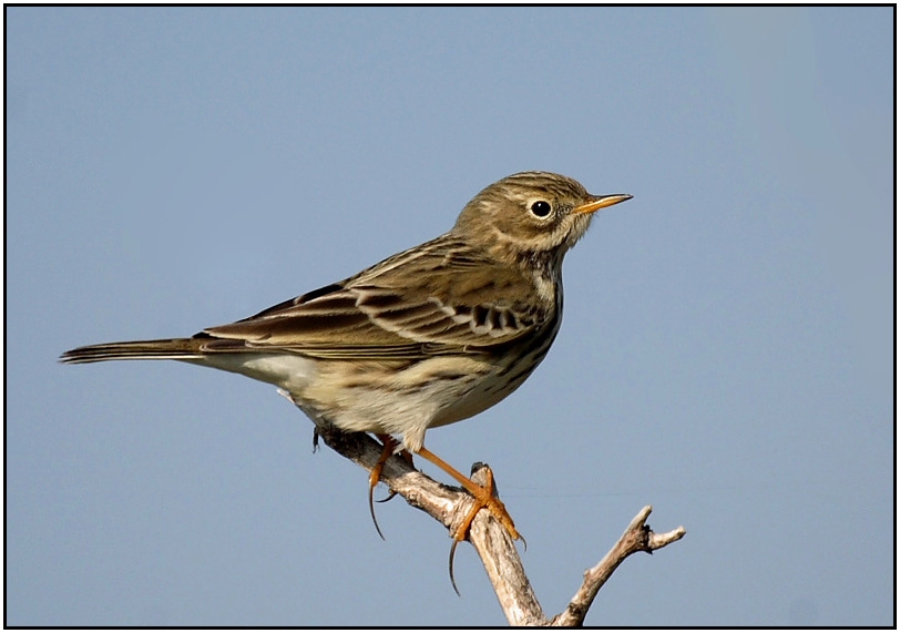 Meadow Pipit