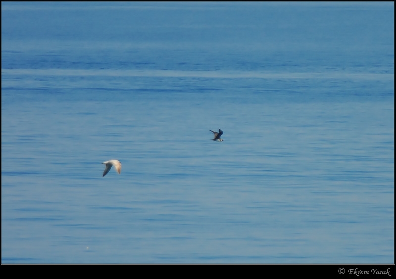 Parasitic Jaeger