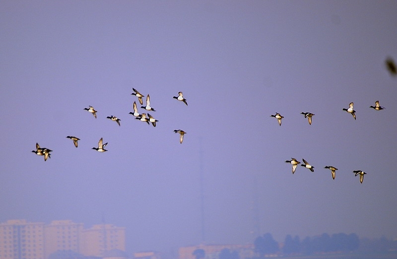 Tufted Duck