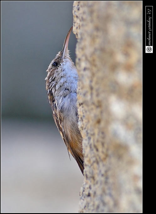 Short-toed Treecreeper