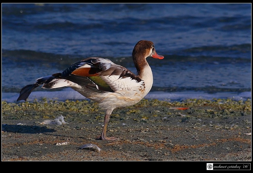 Common Shelduck