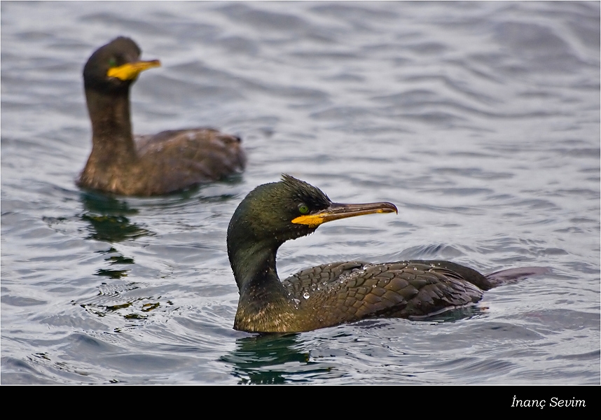 European Shag