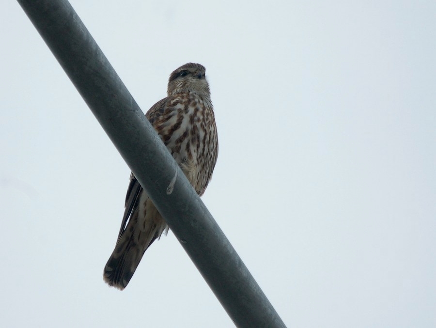 Merlin