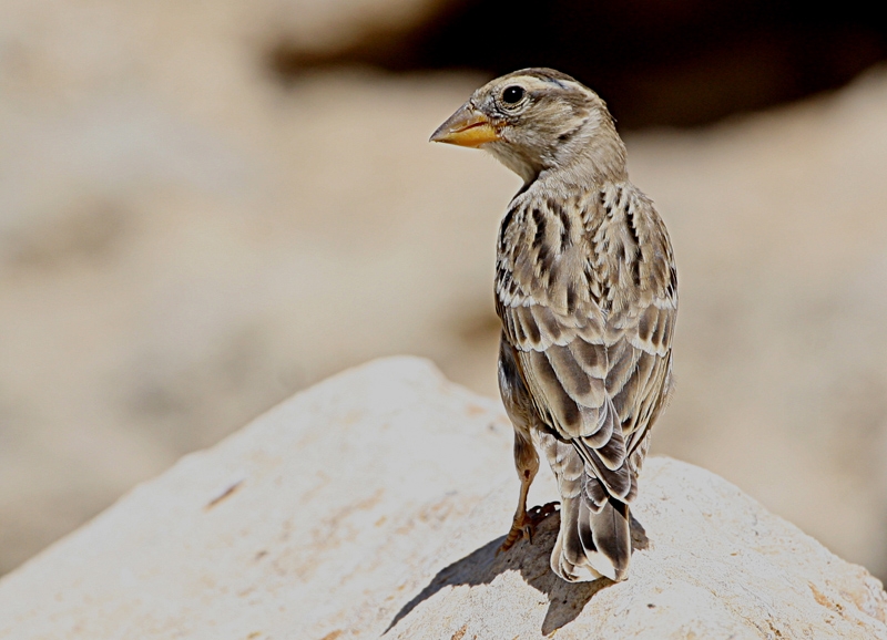 Rock Sparrow