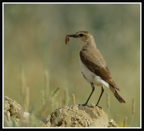 Northern Wheatear
