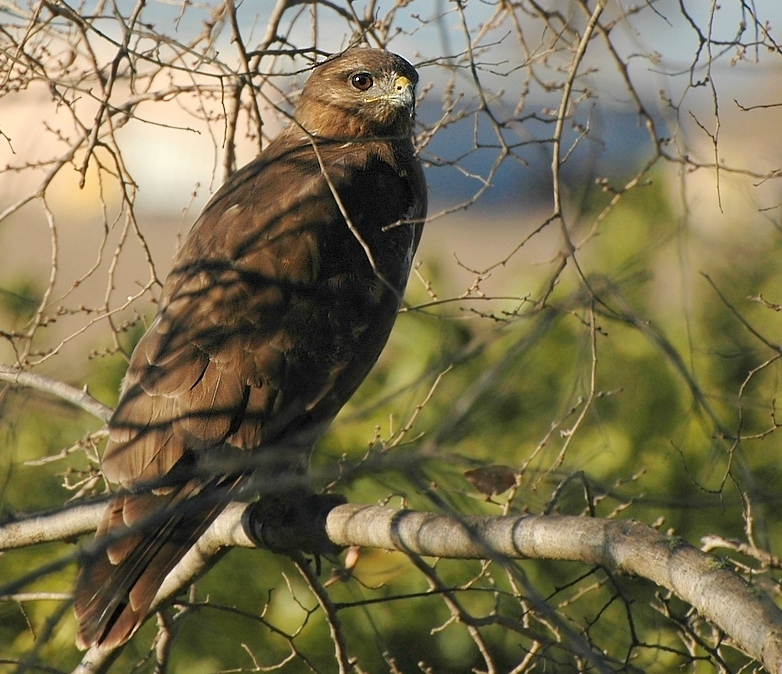 Common Buzzard