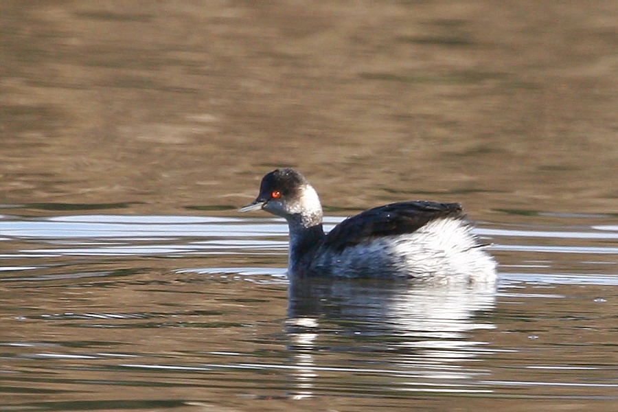 Black-necked Grebe