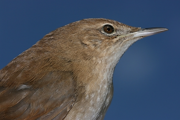 Savi`s Warbler