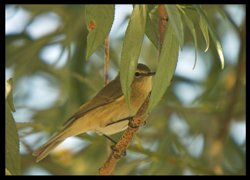 Mountain Chiffchaff