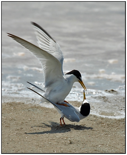 Little Tern