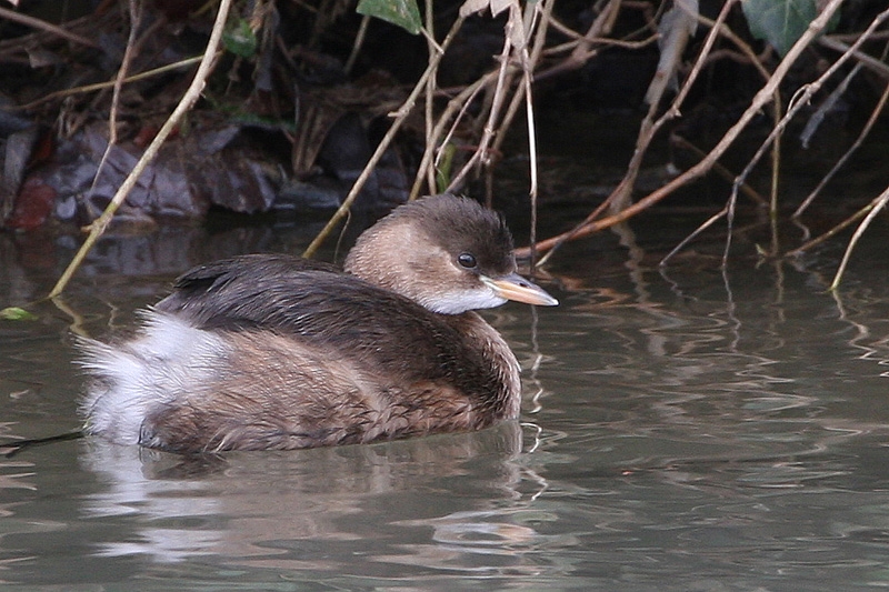 Little Grebe