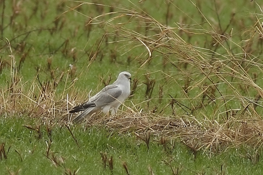 Pallid Harrier