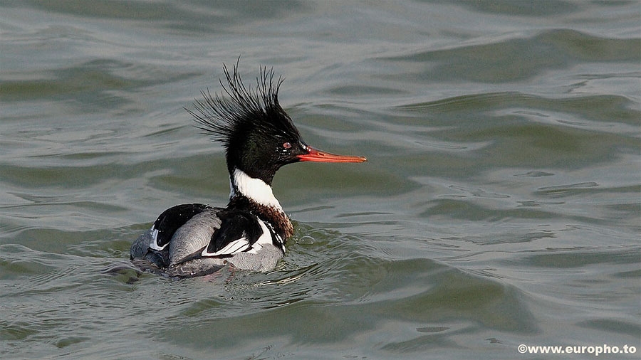 Red-breasted Merganser