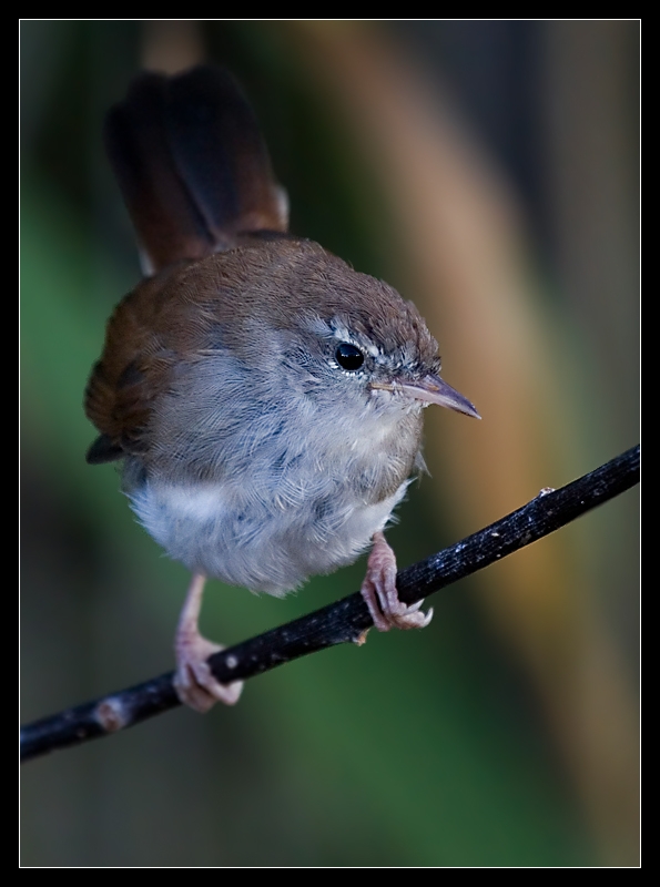 Cetti`s Warbler