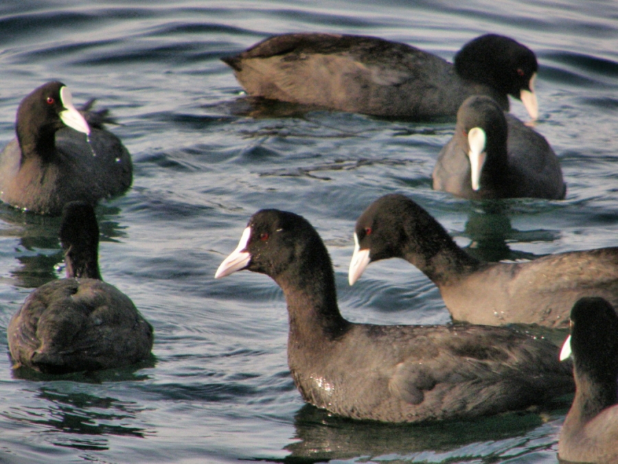 Eurasian Coot