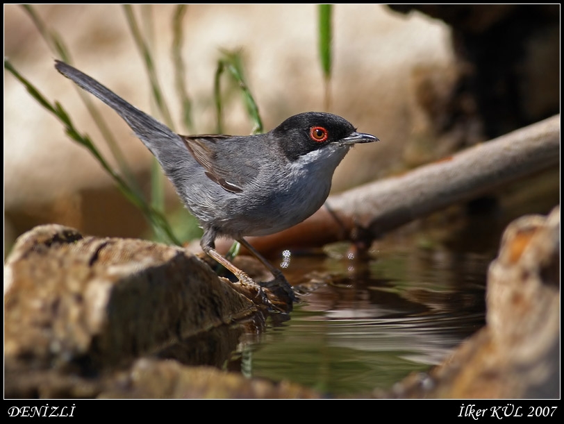 Sardinian Warbler