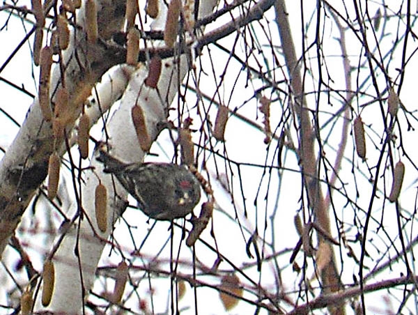 Redpoll