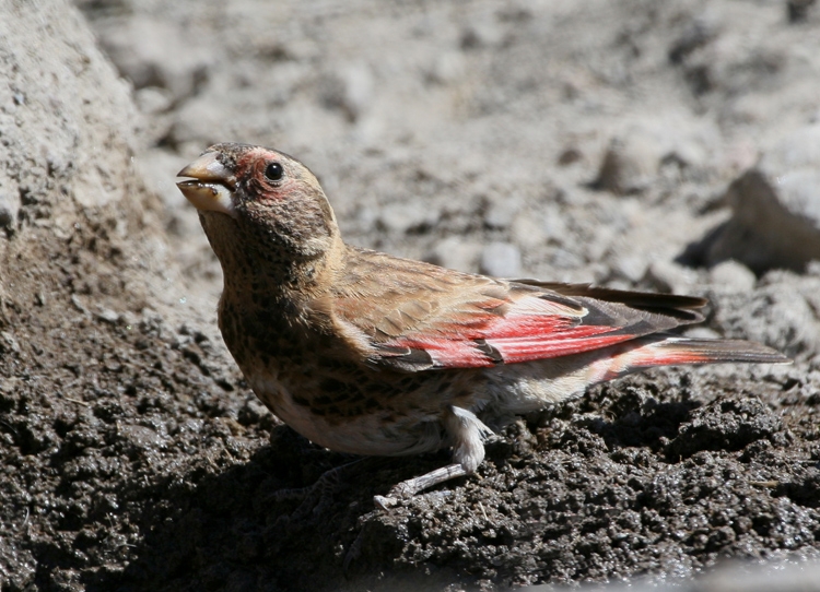 Crimson-winged Finch