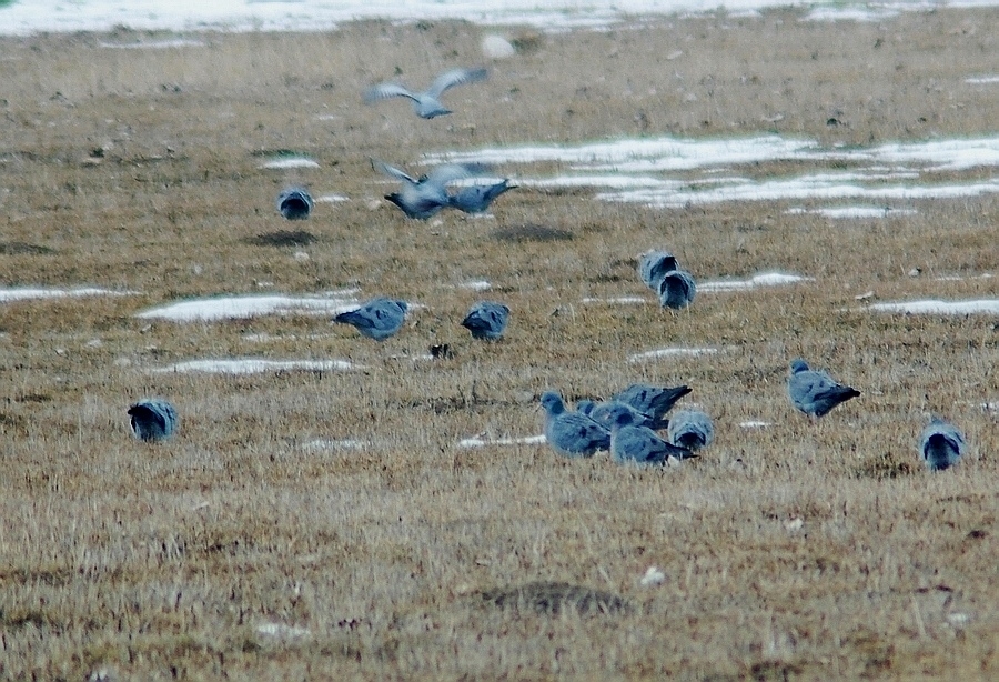 Stock Dove