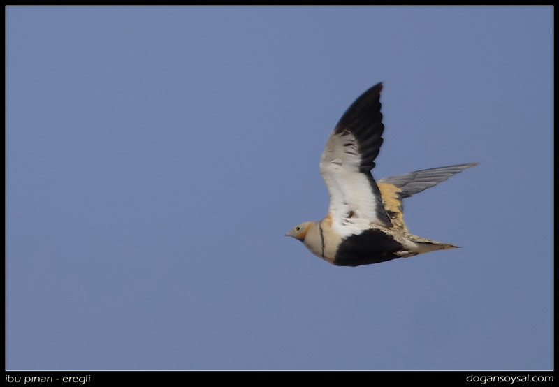 Black-bellied Sandgrouse