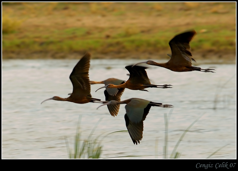 Glossy Ibis
