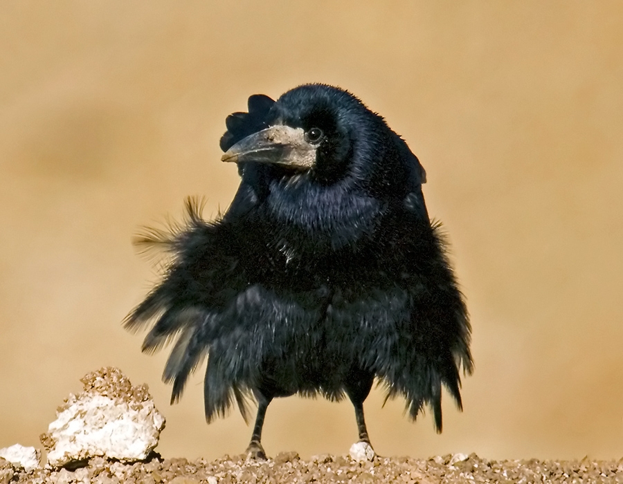 Rook