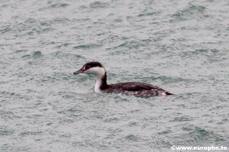 Horned Grebe
