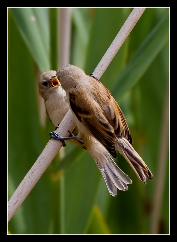 Eurasian Penduline Tit