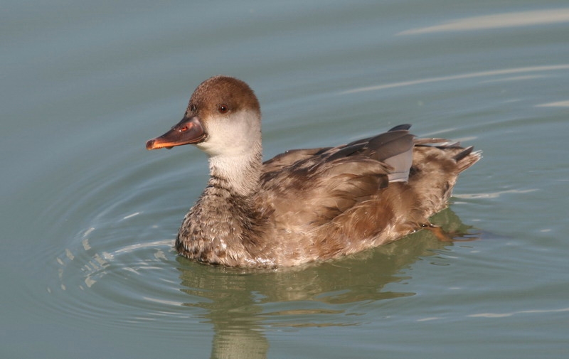 Red-crested Pochard