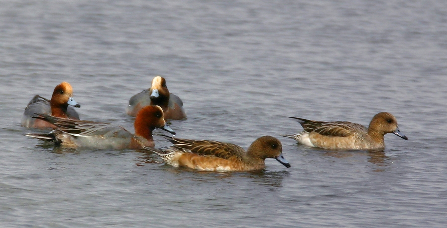 Eurasian Wigeon