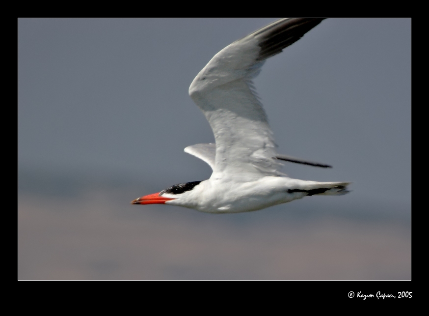 Caspian Tern