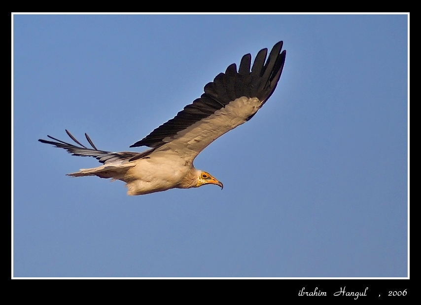 Egyptian Vulture