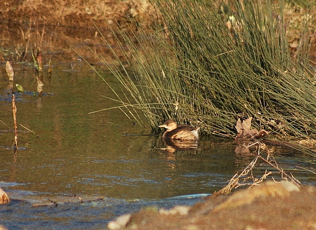 Little Grebe