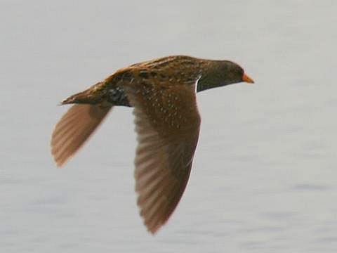 Spotted Crake