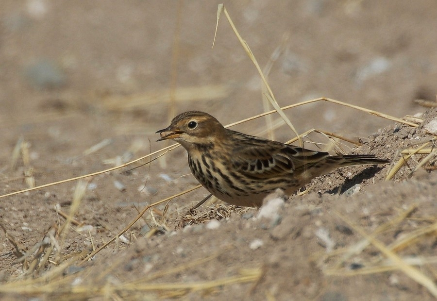 Meadow Pipit