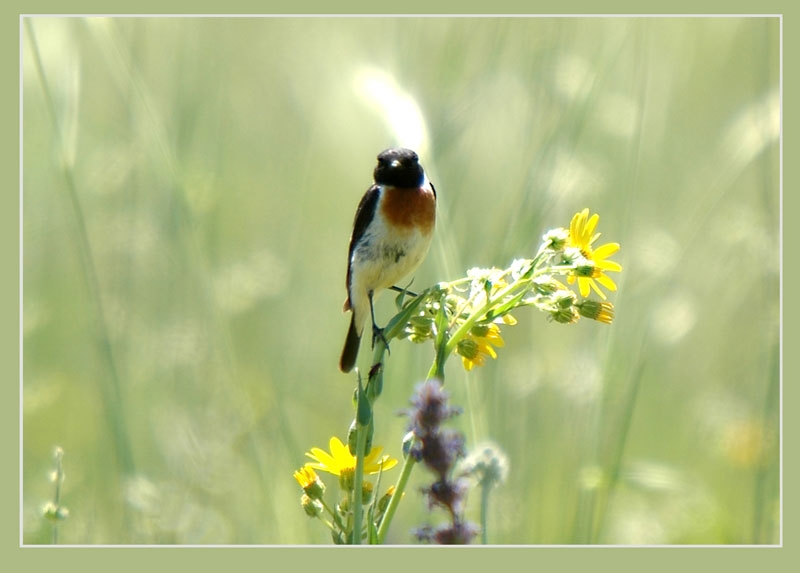 Siberian Stonechat