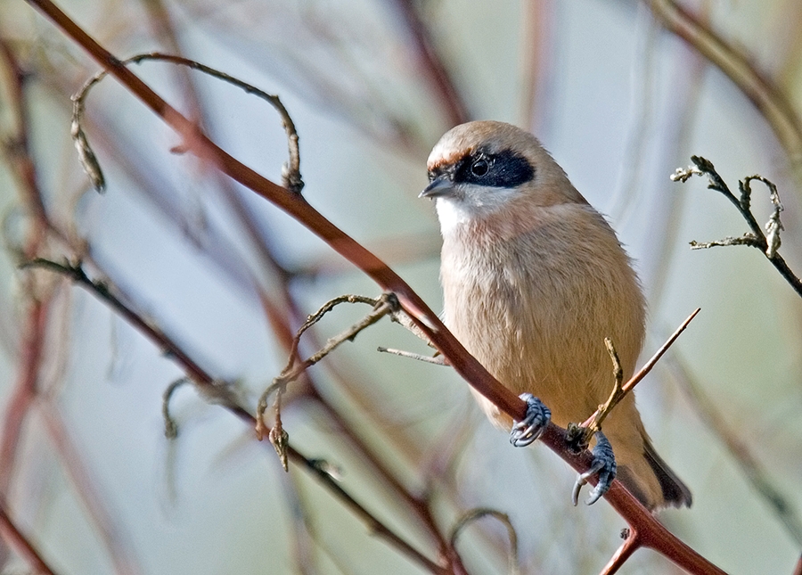 Eurasian Penduline Tit