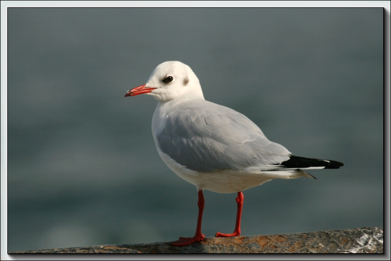 Black-headed Gull
