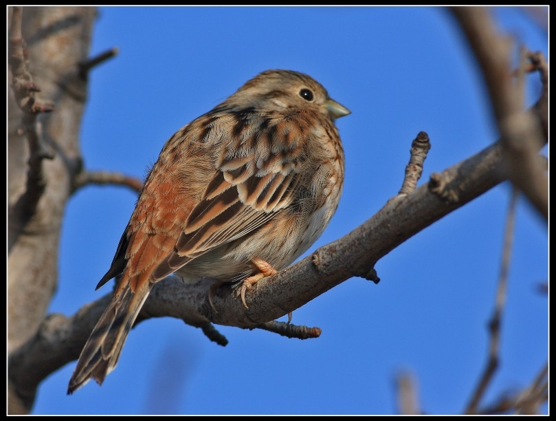 Pine Bunting